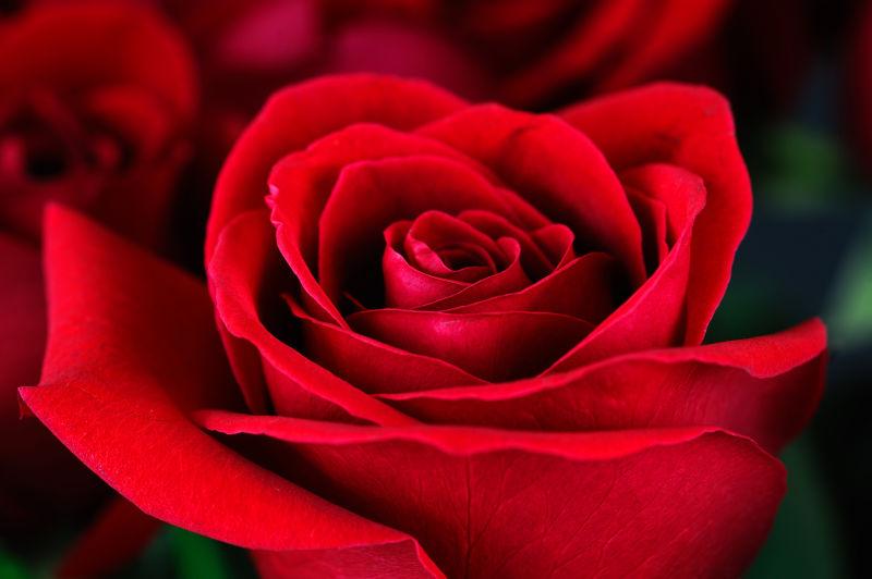 红玫瑰特写镜头