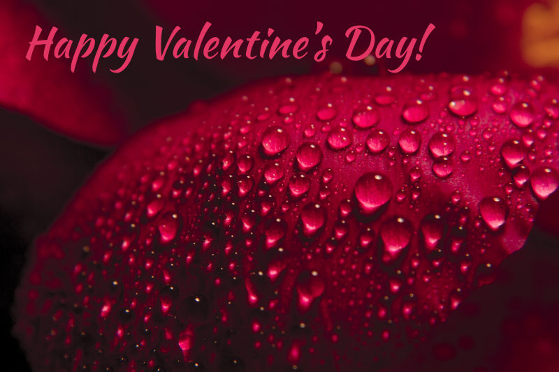 红玫瑰花瓣与水的小滴合在一起