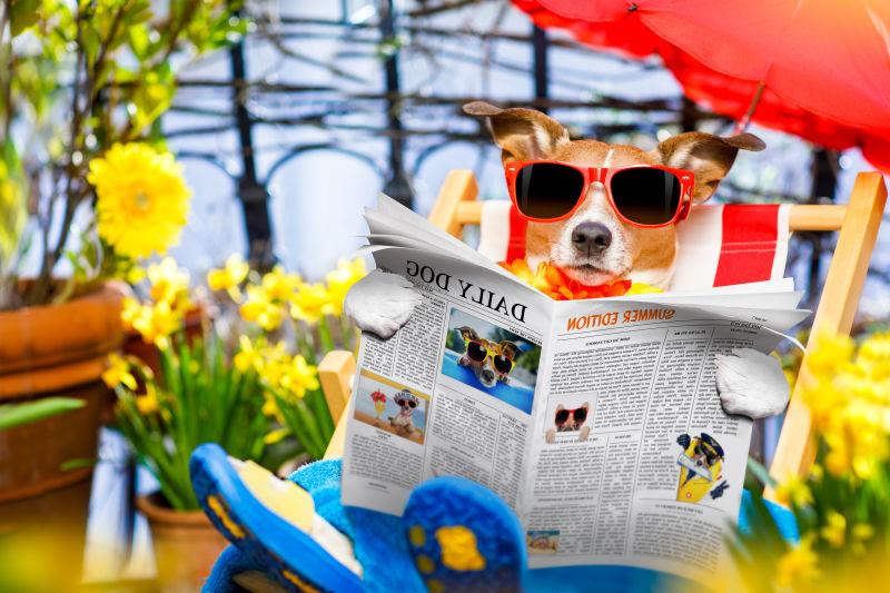 带着墨镜看报纸的狗
