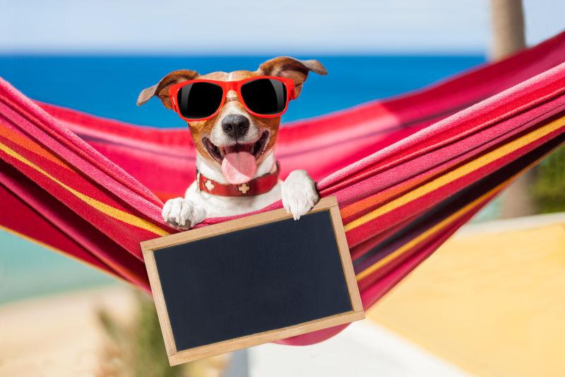 夏季吊床上的狗扶着黑板