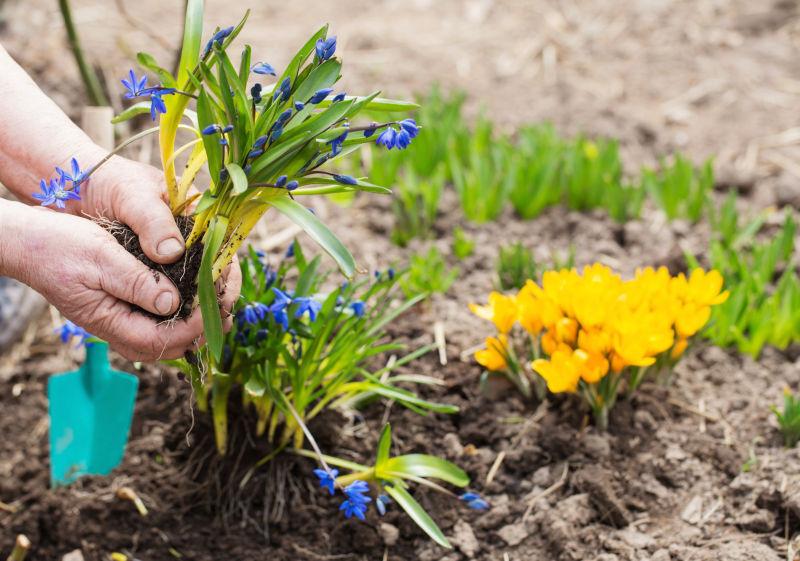 园丁在花园里种花