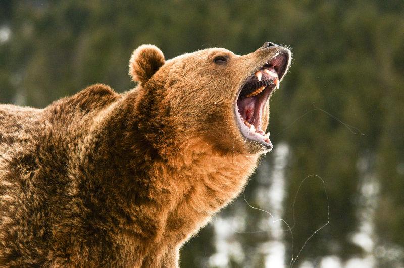灰熊愤怒的吼叫
