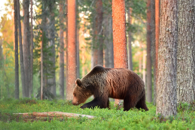 棕熊在森林中行走