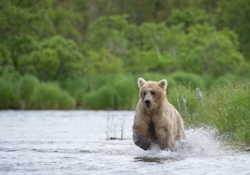 灰熊在河里奔跑