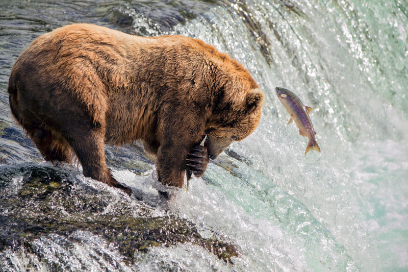 灰熊在河里捕捞鲑鱼