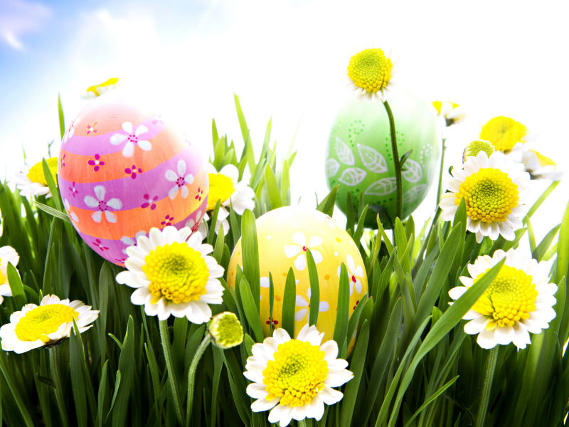 复活节鸡蛋和菊花