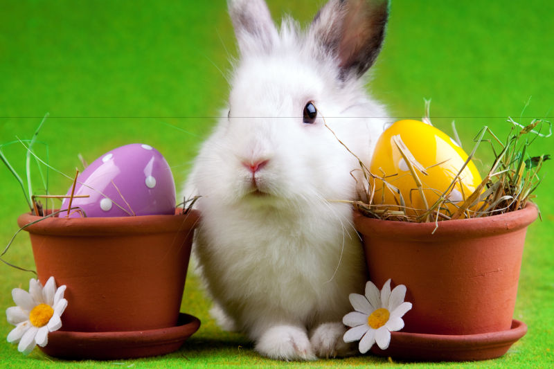 复活节彩蛋盆栽和兔子