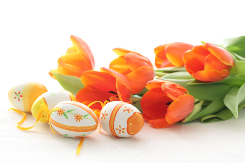 白色背景下的复活节彩蛋和美丽的郁金香