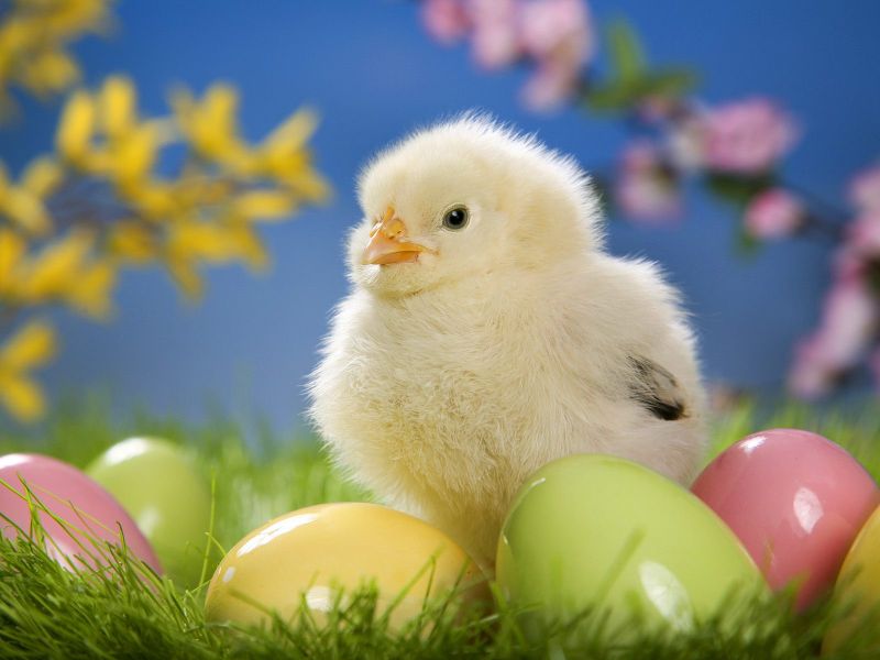 复活节鸡蛋和小鸡
