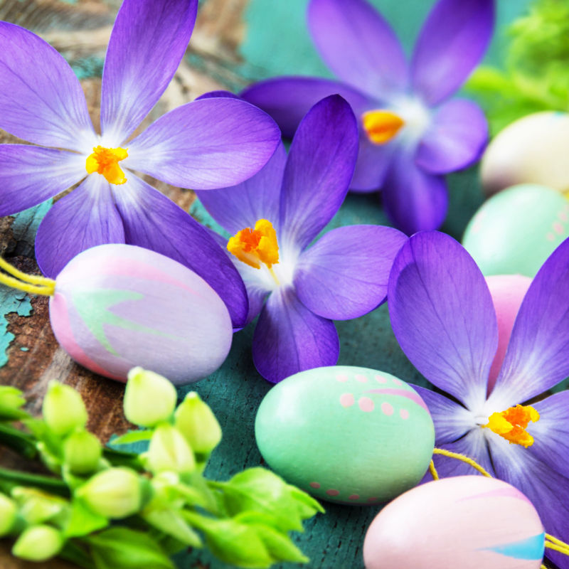 花丛中的复活节彩蛋