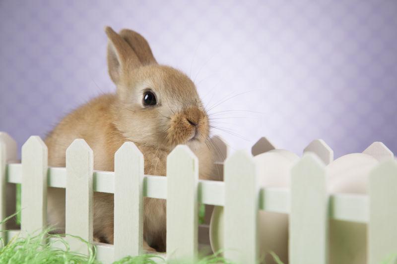 复活节可爱的兔子