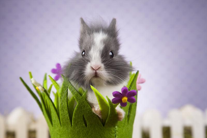 复活节绿草后面的兔子