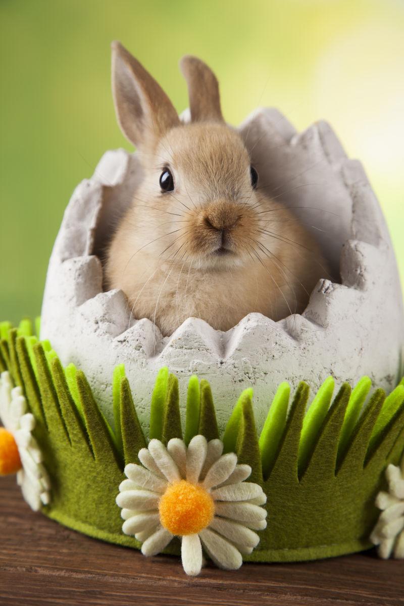 复活节彩蛋里的兔子