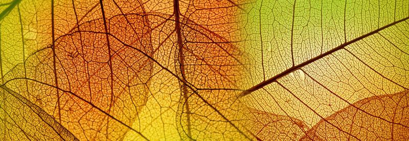秋季叶子纹理