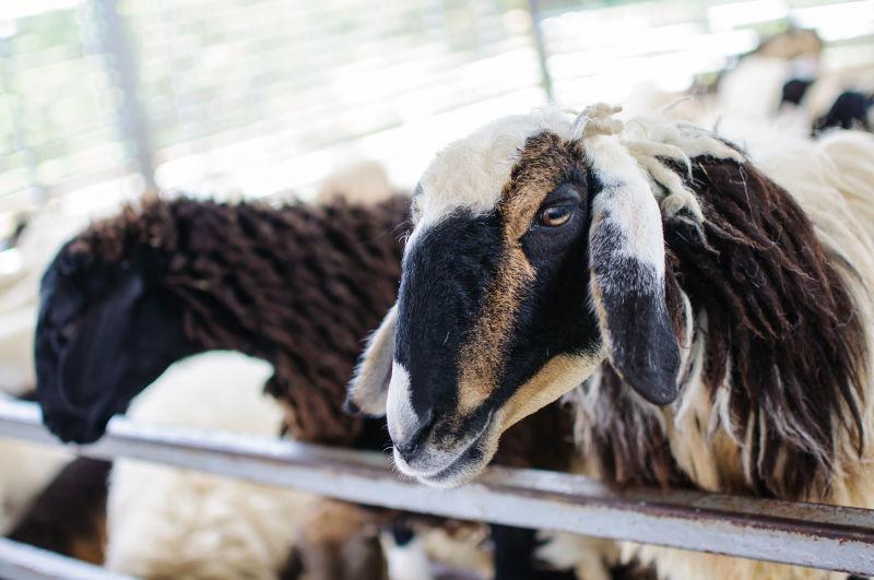 羊厩的一群山羊