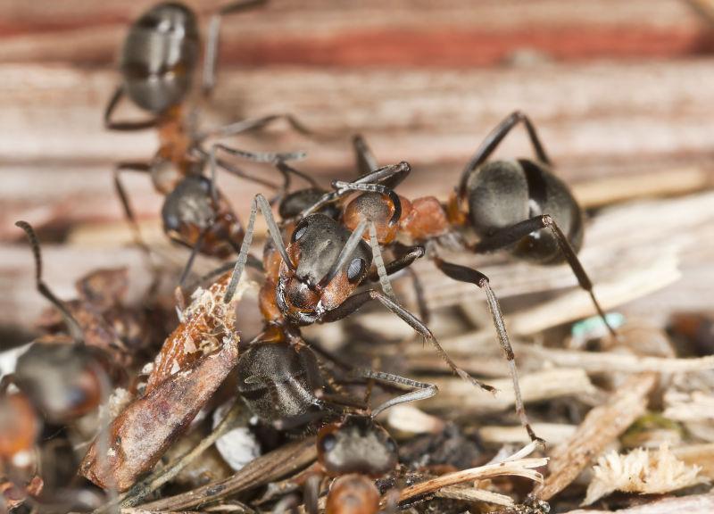 树枝残骸上的蚂蚁