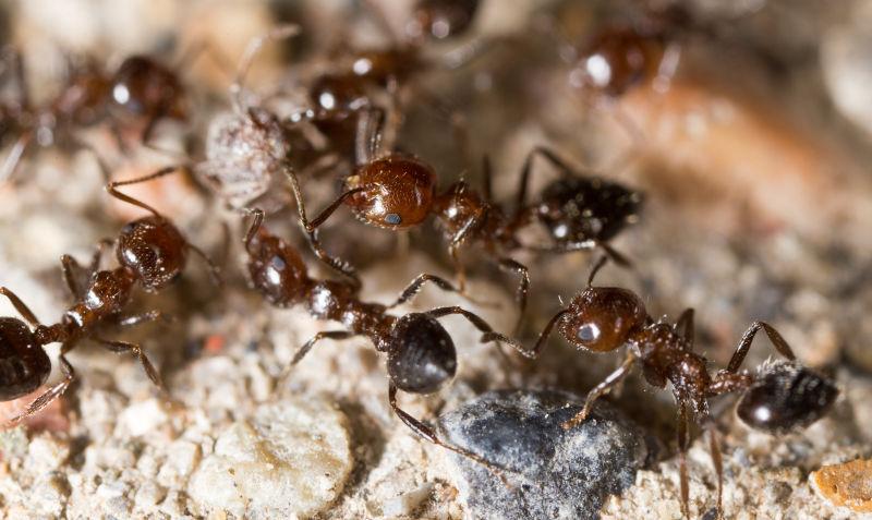 土地上的蚂蚁群