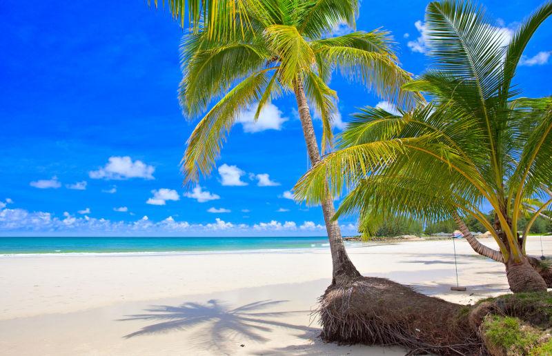 蓝天下海滩上有棕榈树