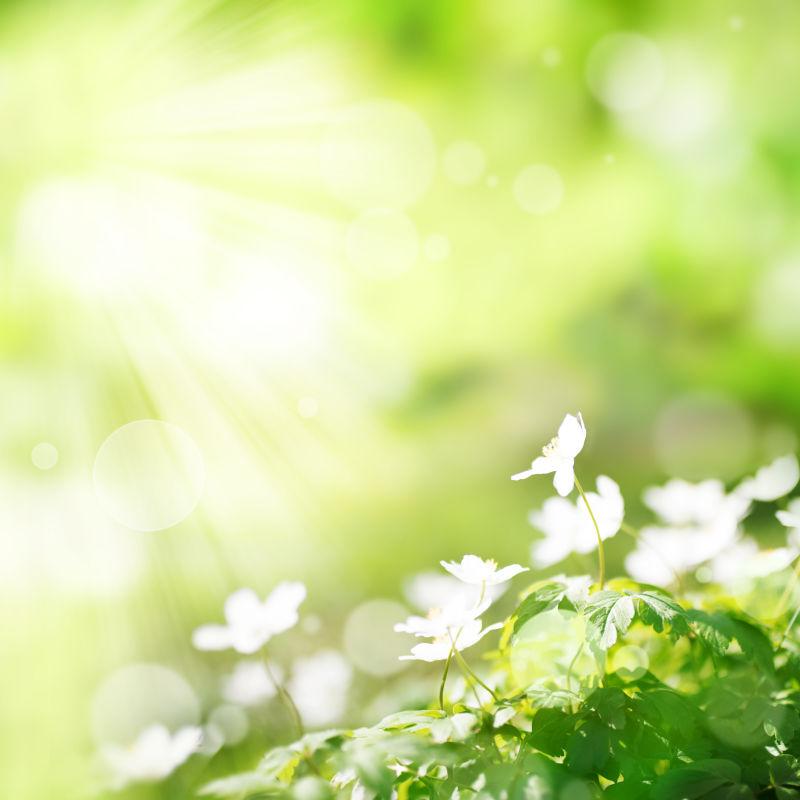 绿色春天背景图片 明亮的绿色春天背景上的小白花素材 高清图片 摄影照片 寻图免费打包下载