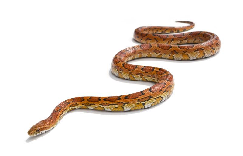 蛇图片 白色背景上的一条橘黄色斑纹蛇素材 高清图片 摄影照片 寻图免费打包下载
