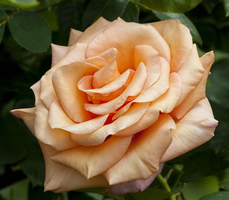 绿色背景下的一朵黄色的玫瑰花