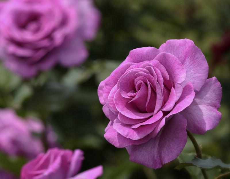 绿色叶子中的紫粉色的玫瑰花