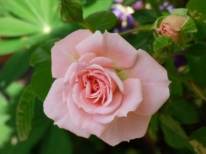 生长在绿色树叶中的一朵粉色的玫瑰花