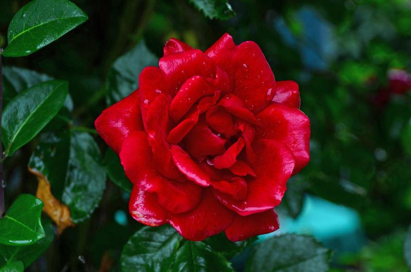 绿叶之中的一朵红色的玫瑰花