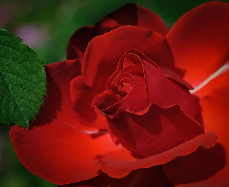 绿叶之中的红玫瑰