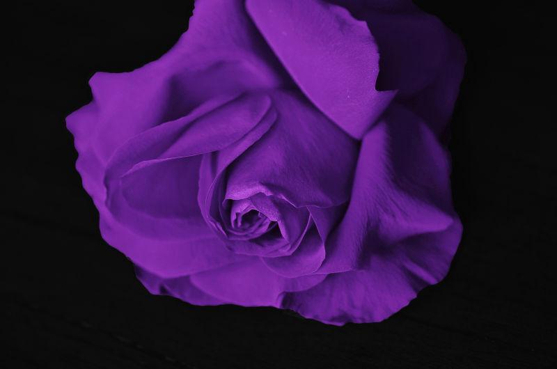 黑色背景下的紫色的玫瑰花