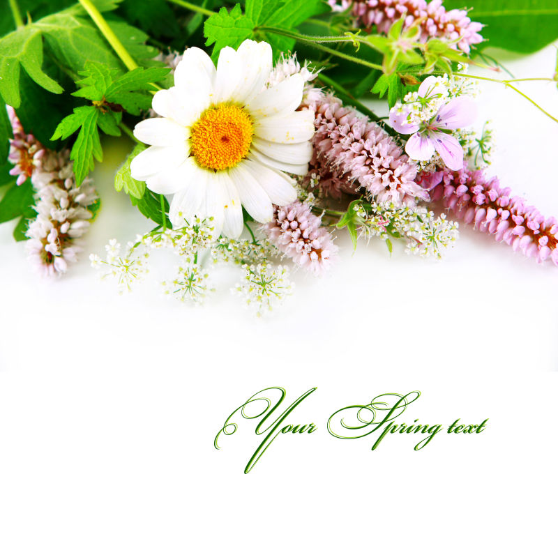 白色背景的野花