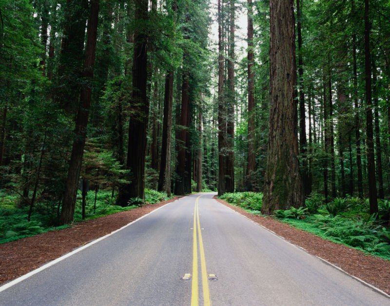 森林从中的公路