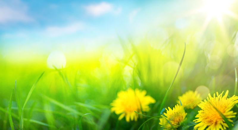 黄色蒲公英的艺术抽象春天背景