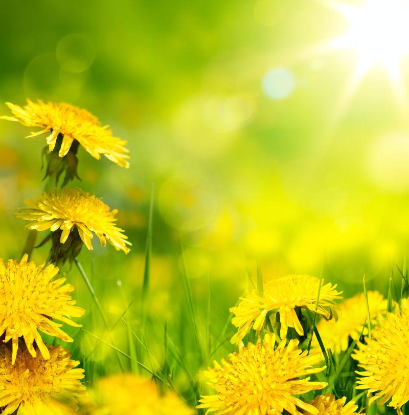 黄色蒲公英的艺术背景