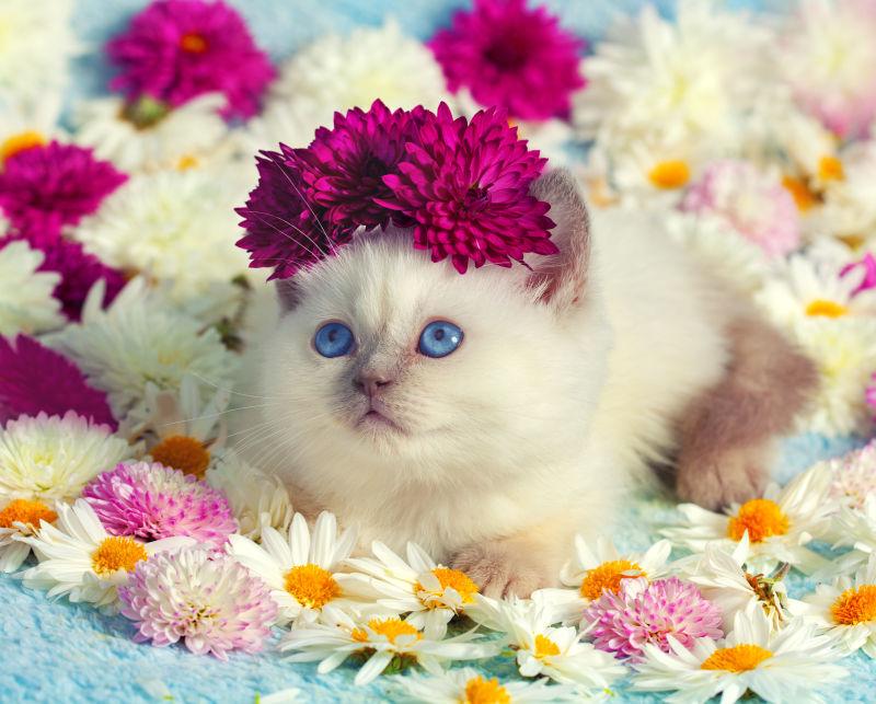 可爱的白色猫咪带着红色洋甘菊花