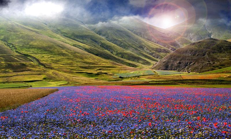 蓝色花卉田野魔术景观