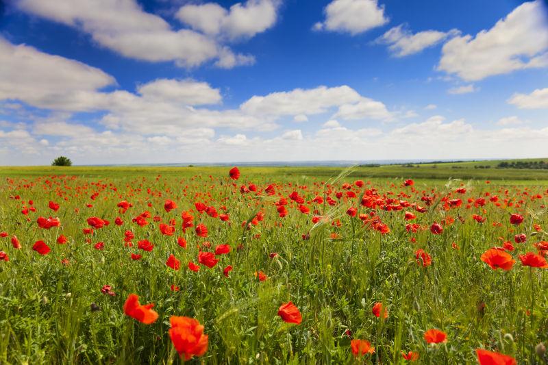 罂粟花映衬蓝天背景