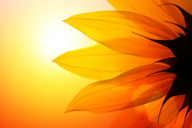 阳光下的向日葵花瓣
