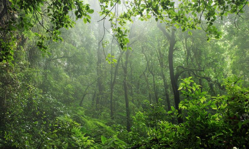 潮湿的热带雨林