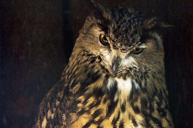 黑色背景中的金色猫头鹰