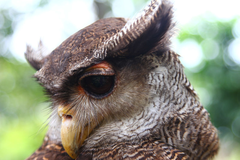 猫头鹰的黑色眼睛特写