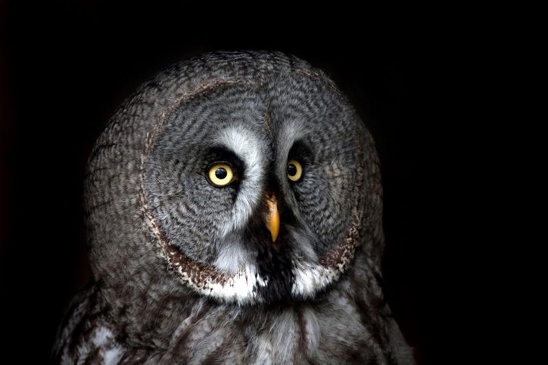 黑色背景中的猫头鹰