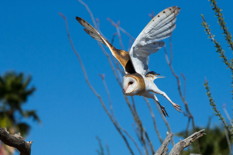 谷仓猫头鹰在飞行