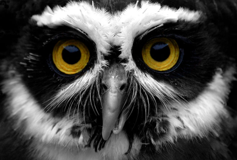 黑白色猫头鹰的眼睛