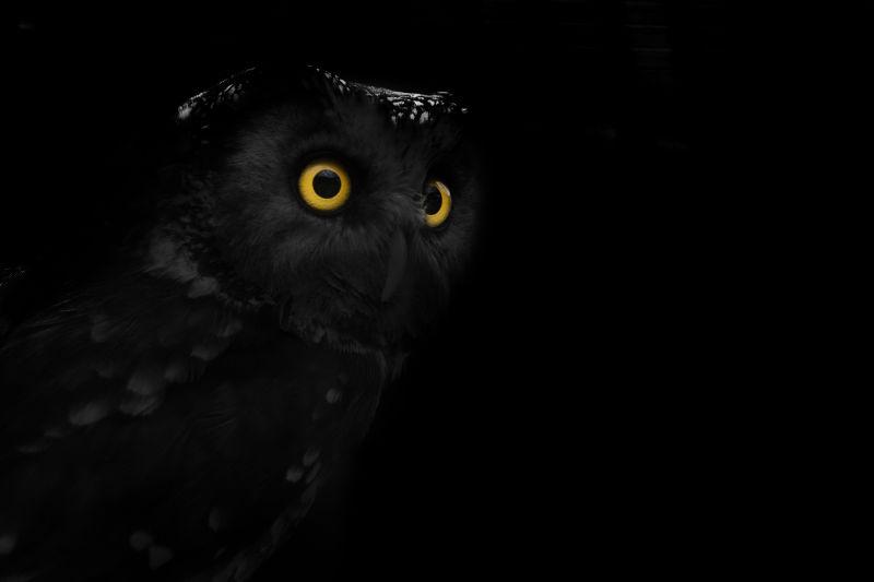 黑色背景中睁大橙色眼睛的猫头鹰