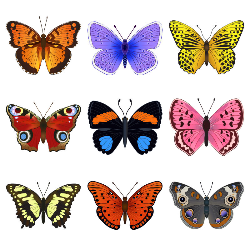 18种蝴蝶图案图片