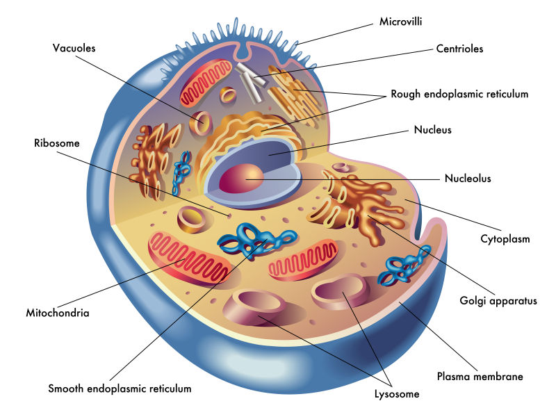 矢量人体细胞结构