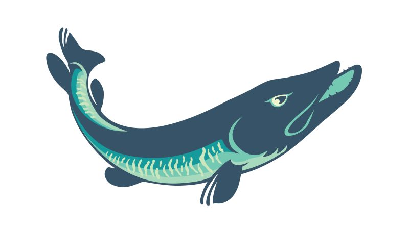 图片 插画 极富攻击性的派克鱼矢量插图系列 一 矢量鱼类设计(61张