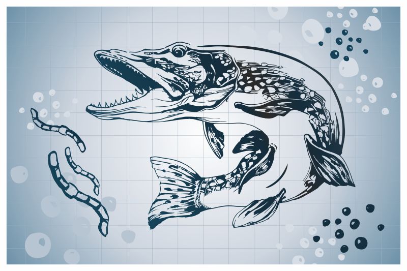 矢量的手绘派克鱼插图