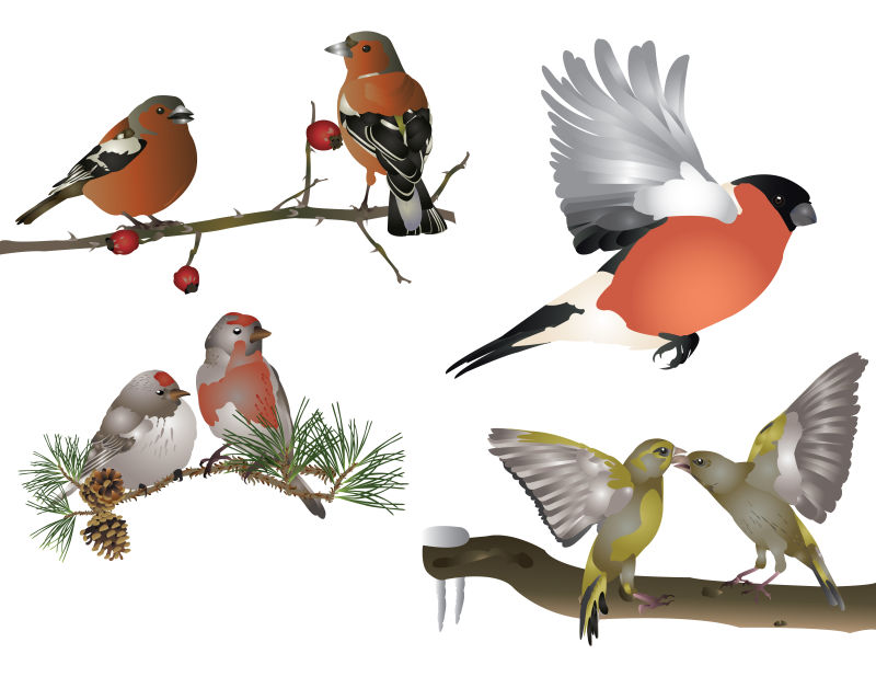  矢量鸟类的卡通插图